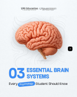 3 Essential Brain Systems.pdf